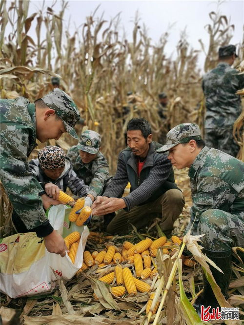 河北邢台万名民兵志愿者帮助受灾群众抢收抢种